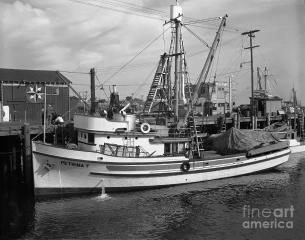 Imagine atasata: petrina-f-purse-seiners-monterey-circa-1940-california-views-mr-pat-hathaway-archives.jpg