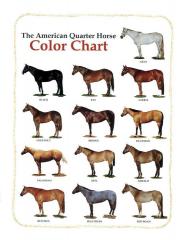 Imagine atasata: Quarter_Horse_Color_Chart.jpg