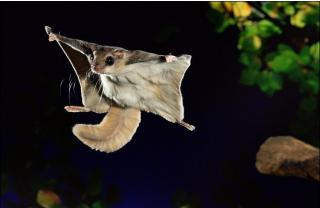 Imagine atasata: japanese-flying-squirrel-12.jpg